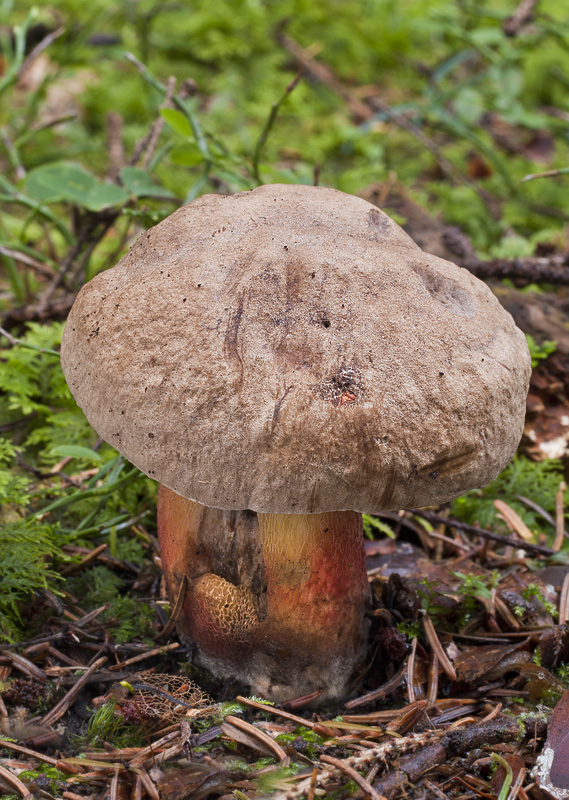 Boletus calopus